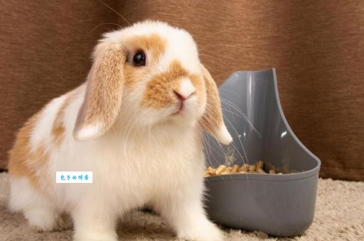 偷鸡摸狗是什么生肖？看完这篇你就懂了！