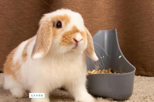 琴挑文君是什么生肖？很多人都不知道这个答案！