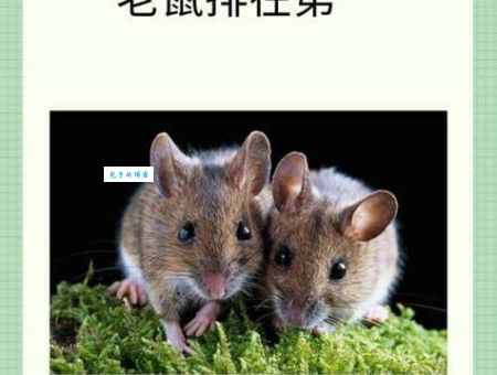 绝处逢生打一正确生肖是谁？这个生肖最符合！