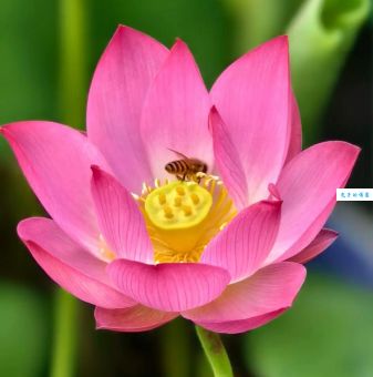 田夫野老是什么生肖?原来与这几个生肖有关联