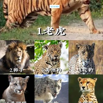 欢蹦乱跳打一生肖是哪个？看看这个动物的特点就懂了！