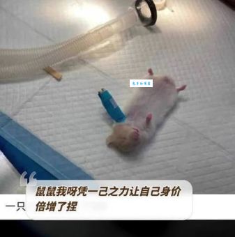 却说他是老迈人指什么生肖?这句谜语原来是它!