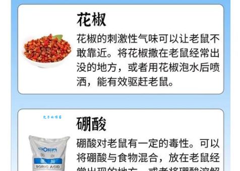 揭秘以狸饵鼠打一动物，答案让你意想不到！