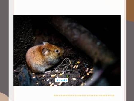 弱肉强食最佳答案一肖在哪里？一篇搞懂不再迷茫！