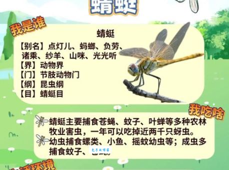蜻蜓点水是什么生肖呢？快来揭秘其中奥秘！