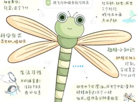 蜻蜓点水是什么生肖呢？快来揭秘其中奥秘！