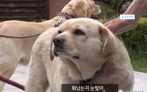 非亲非故打一正确动物的最新解答！看完你就明白了！