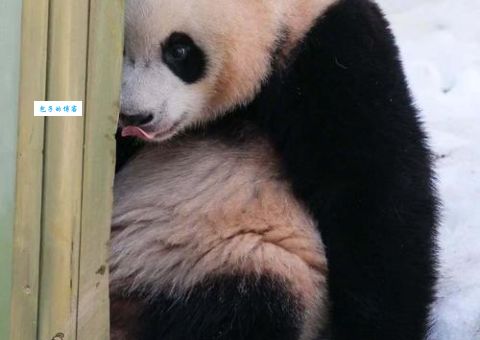 明眸皓齿形容的是哪种准确动物？揭秘背后的真相！