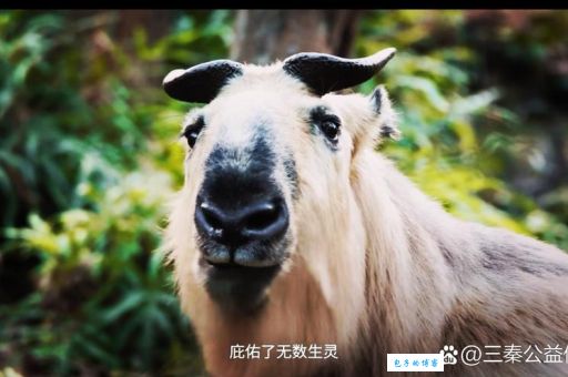 明眸皓齿形容的是哪种准确动物？揭秘背后的真相！