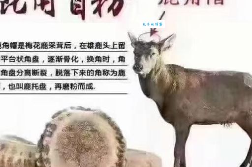 谁知道八面玲珑打一准确动物是什么?快来告诉我!