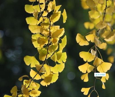 叶落归根最正确一肖的秘密藏不住了：看懂就能明白！