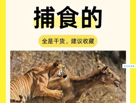 详解雄狮猛虎的意思出处是哪里？一文看懂背后的故事！