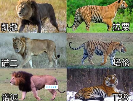 谁与争锋打一种动物是哪个？据说这个动物没有对手