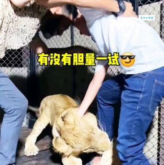 谁与争锋打一种动物是哪个？据说这个动物没有对手