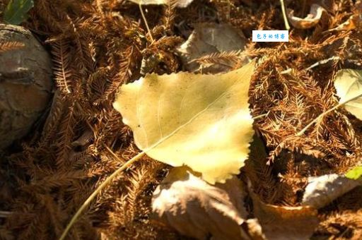 揭秘叶落归根是什么生肖？民间流传的说法靠谱吗？