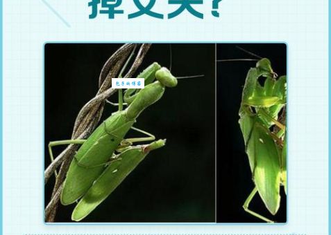 为什么它是螳螂捕蝉最正确生肖？生肖运势深度解读！