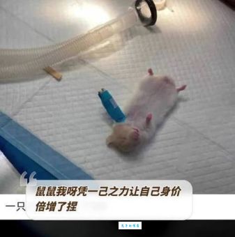 为什么说血气方刚是这些生肖？原来是这个原因导致的