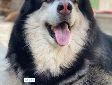 为什么说血气方刚是这些生肖？原来是这个原因导致的