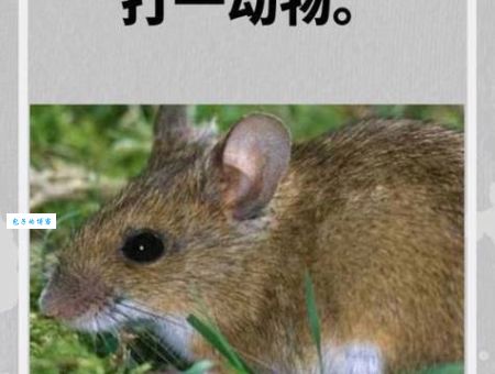 愤发有为的生肖是什么动物？来看看你是不是其中之一！