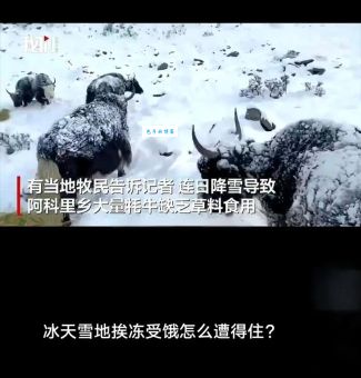 挨冻受饿打一生肖的准确答案？这篇文章帮你分析清楚了！