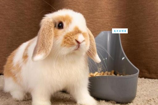 傍柳随花打一正确生肖是什么？快来看看具体的分析吧！