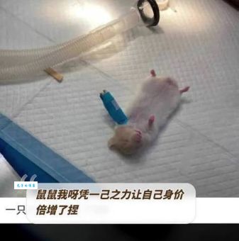 傍柳随花打一正确生肖是什么？快来看看具体的分析吧！