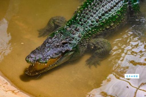 火烧火燎打一准确动物是谁?民间高手给出了这个答案!