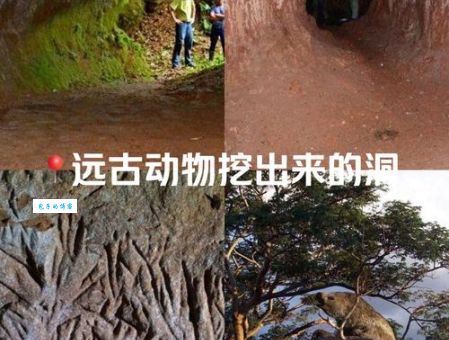 掘地三尺是什么动物？盘点那些擅长挖洞的神秘动物！