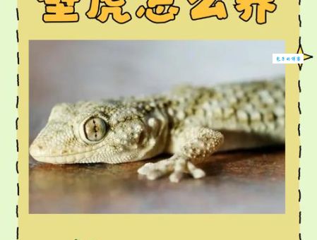 作壁上观打一最佳动物？老玩家告诉你正确答案和理由！