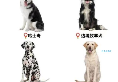 狗窦大开打准确一肖怎么选？这几个思路帮你快速提升！