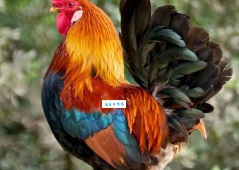 步履蹒跚打一准确动物？这几个生肖动物最符合描述