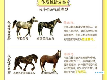 云淡风轻打一准确动物是什么生肖？看完分析你就懂了！