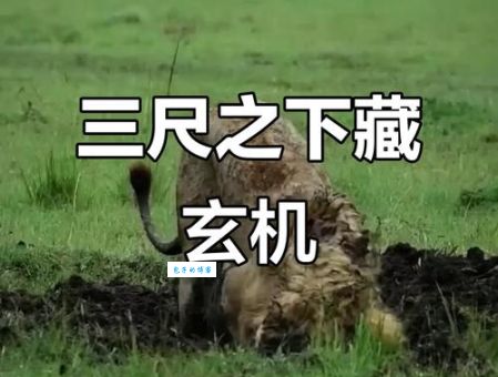 挖地三尺打一准确生肖详解，这几个生肖非常有代入感！