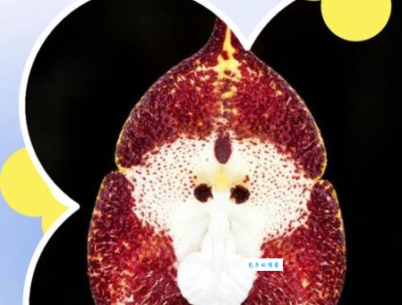 穿金戴银戴兰花指的是什么动物？一篇文章告诉你真相！