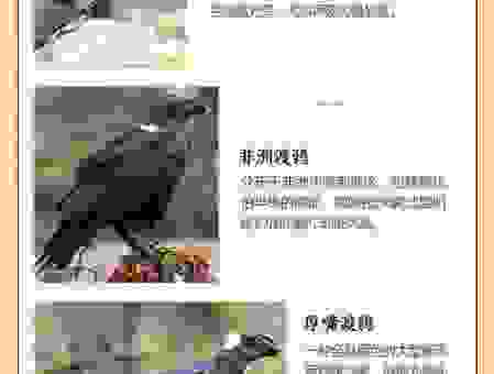 乌鸦为什么是黑的这个秘密,你肯定不知道的答案!