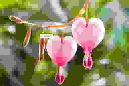 娇艳欲滴什么意思不用愁,一分钟教你准确使用