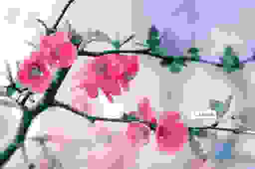 娇艳欲滴什么意思不用愁，一分钟教你准确使用