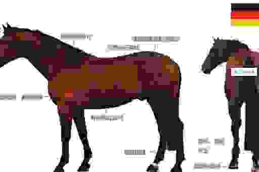 铜筋铁骨打一动物是什么？揭秘这种动物的身体结构