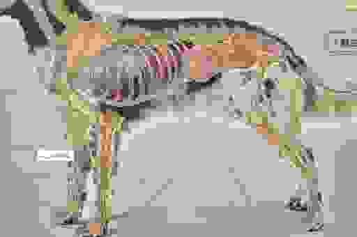 铜筋铁骨打一动物是什么?揭秘这种动物的身体结构