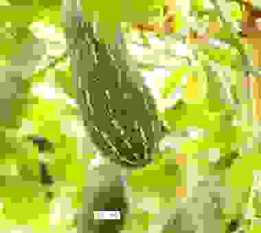 什么是北瓜一般指什么瓜？看完你就明白了这些知识