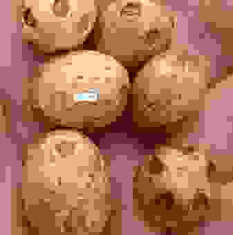 想知道什么叫舍利吗？全面解析舍利的类型和价值