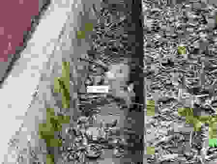 霜露之疾是什么动物？这种怪病到底有多可怕！