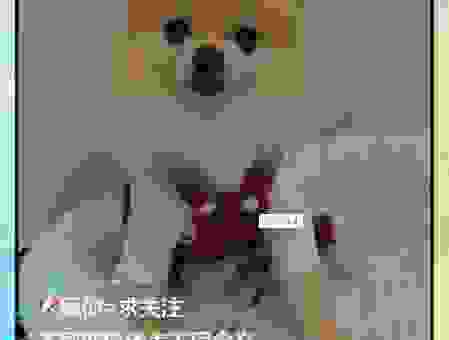 网络热词舔狗是什么意思？全面解析这个网络梗