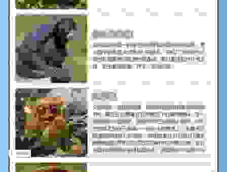 搜索淮南博客赛雷猴的技巧有哪些？让你的搜索更高效！