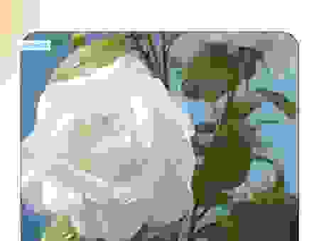 21朵白玫瑰的花语含义大全 让你送花更有心意