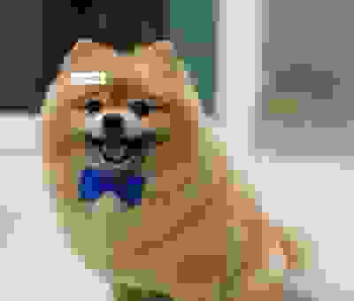 小俊介是什么东西？新手快速了解这个潮流玩具！