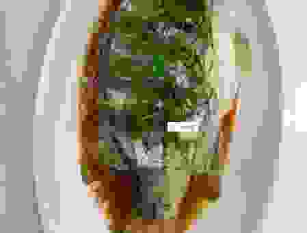 桂鱼怎么做好吃又简单？清蒸做法让鱼肉更鲜嫩！