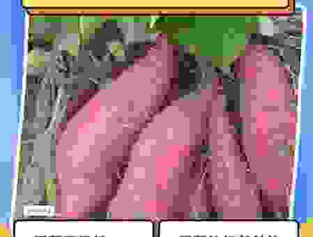 新手必看甘薯是什么？种植和食用都有小窍门