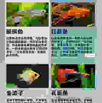 宠物店的小丑鱼好养吗？稳定养殖的秘诀在这里！