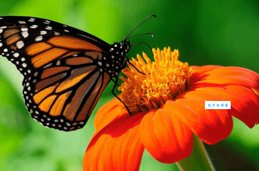 佛山旺道SEO优化方案有哪些?新手也能学会的实战技巧